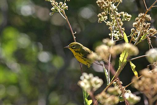 Bird Id Part Ii-warbler2w.jpg