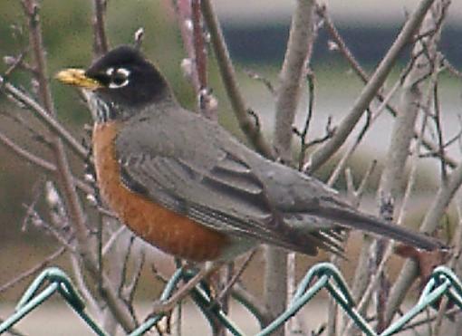 Bird Id Part Ii-02140009.jpg