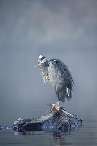 Great Blue Heron-san-juan-heron-eagles_10172005_4246-2.jpg