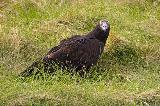 Bird Id Part Ii-crw_8287.jpg