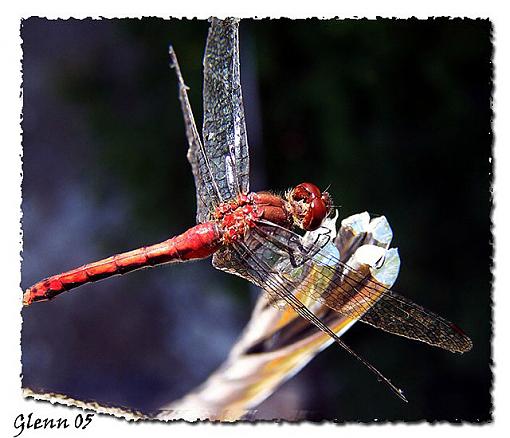 Dragons...-red-dragon-web.jpg