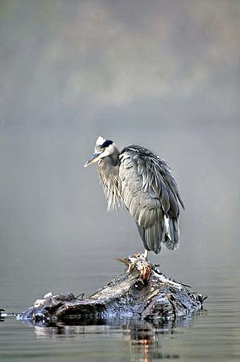 Great Blue Heron-san-juan-heron-edit.jpg