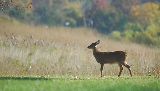 Show Me Your Deer...-deer_1.jpg