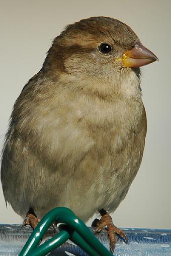 Bird Id Part Ii-sparrow.jpg