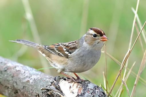 who can ID this bird?-c38d9327edit600.jpg