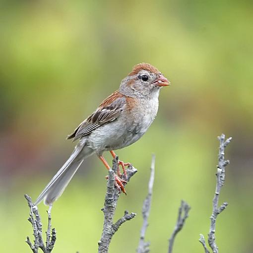 who can ID this bird?-c38d4767edit.jpg