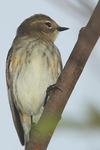 Bird Id Part Ii-flycatcher.jpg