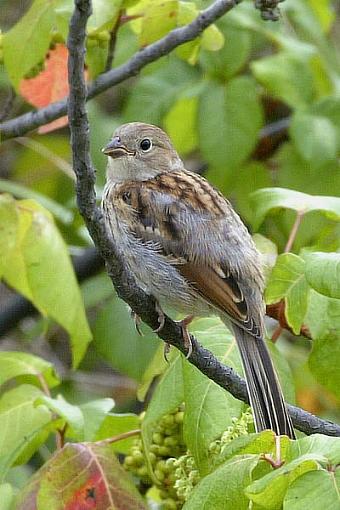 who can ID this bird?-sparrow-.jpg