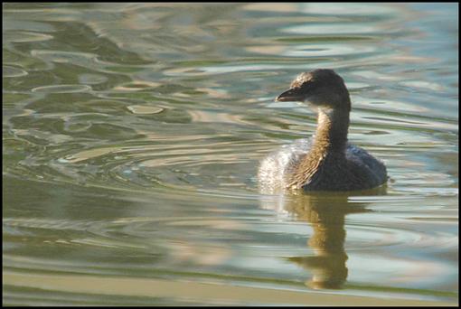 Bird Id Part Ii-unk.jpg