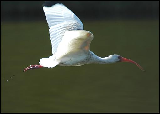 Bird Id Part Ii-ibis.jpg