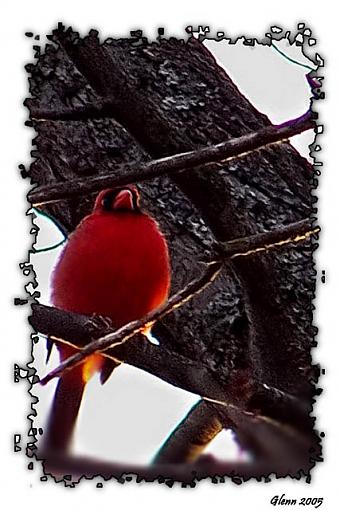 Bird Id Part Ii-cardinal-web.jpg