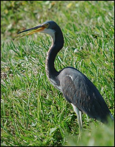 Bird Id Part Ii-heron.jpg