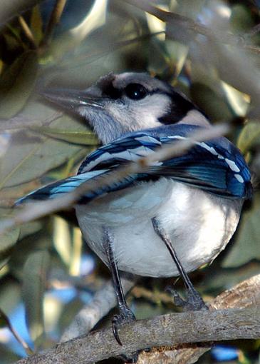 Bird Id Part Ii-blue_jay.jpg