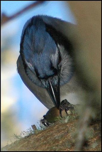 Bird Id Part Ii-blue_jay_2.jpg