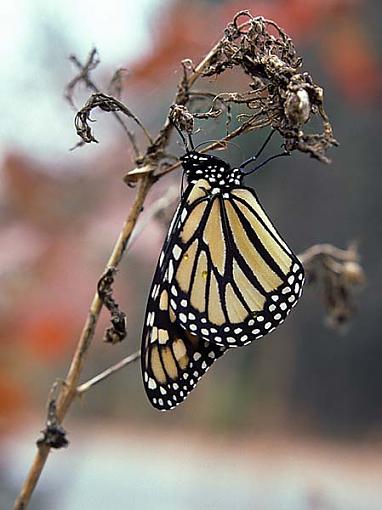 Show Me Your Butterflies...-straggler-butterfly.jpg