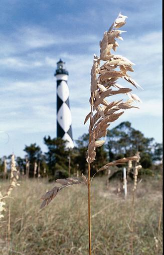 Outer Banks Flora-f-030-04pr.jpg