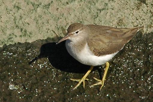 Bird Id Part 2.5-uk4.jpg
