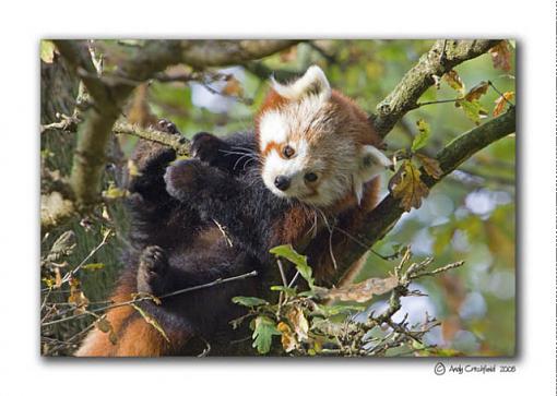 A trip to Marwell-red-panda.jpg