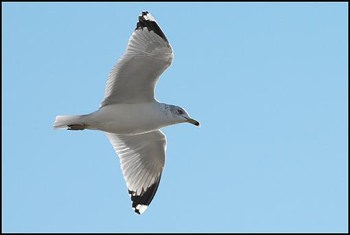 Bird Id Part 2.5-gull.jpg