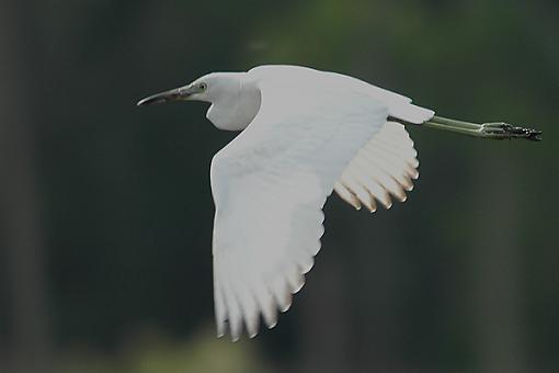 Bird Id Part 2.5-green2.jpg