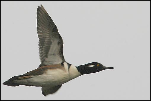 Bird Id Part 2.5-hooded_merganser_3.jpg