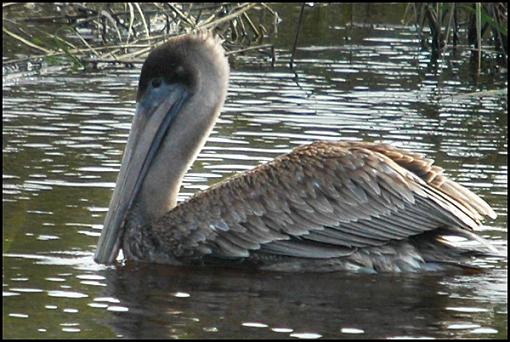 Bird Id Part 2.5-brown_pellican_4.jpg