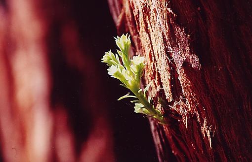 The National Parks post-redwood.jpg