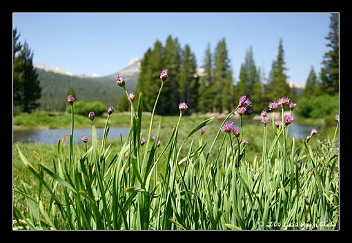 The National Parks post-tuolomne-meadows1.jpg