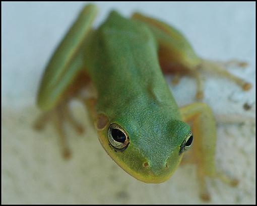 3D Frog-green_tree_frog_3.jpg