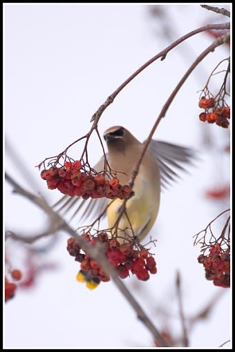 More Cedar Waxwings-wax1.jpg