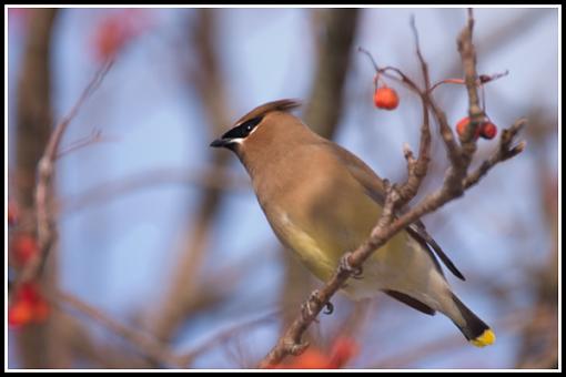 More Cedar Waxwings-wax2.jpg