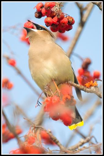 More Cedar Waxwings-wax3.jpg