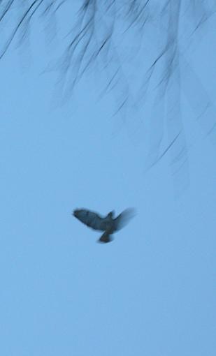 Bird Id Part 2.5-dscn0466-copy.jpg