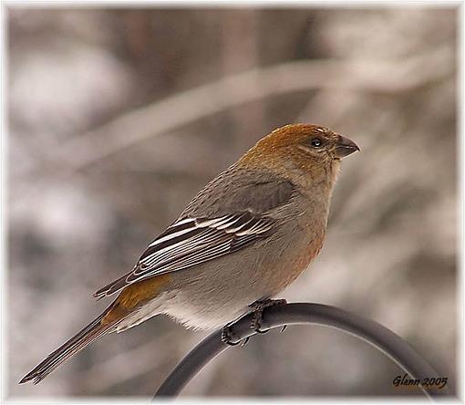 Bird Id Part 2.5-gbweb.jpg