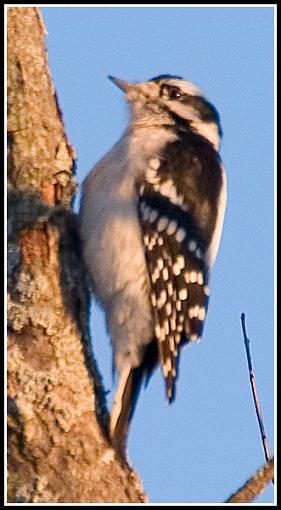 Bird Id Part 2.5-crw_8849.jpg