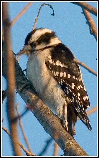 Bird Id Part 2.5-crw_8854.jpg