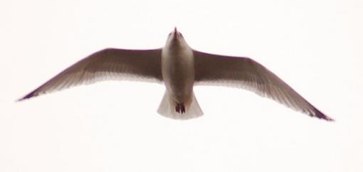 Bird Id Part 2.5-gull.jpg
