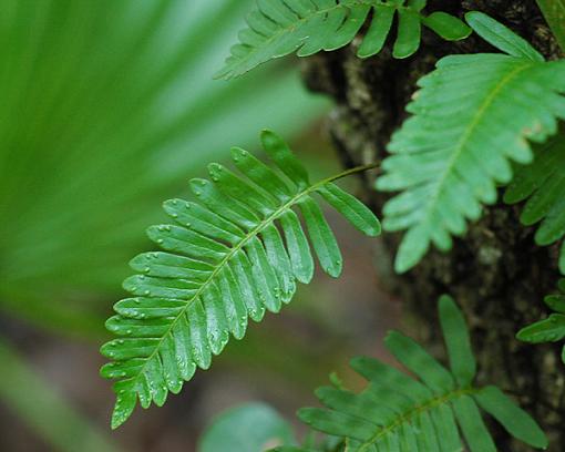 More Botany-fern.jpg