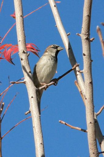 My one yearly bird shot.-2005-12-24-misc-panasonic-pics-006rs.jpg