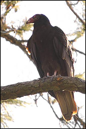 Bird Id Part 2.5-tv_1.jpg