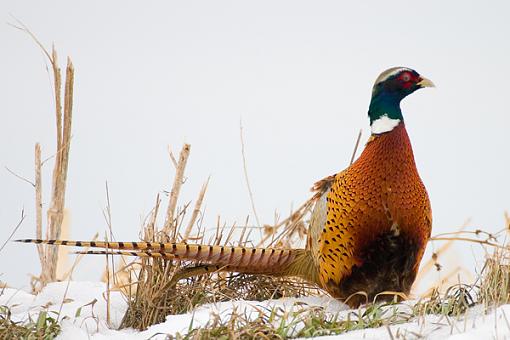 Bird Id Part 2.5-crw_9018.jpg