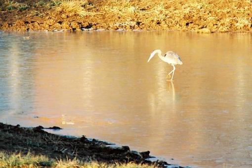Bird Id Part 2.5-9254-r1-07-8a.jpg