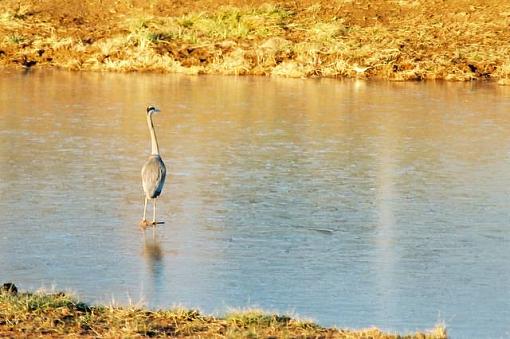 Bird Id Part 2.5-9254-r1-08-9a.jpg
