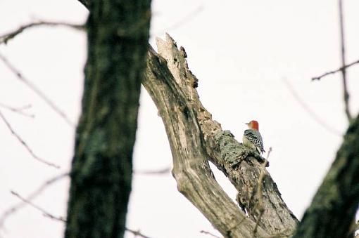 Bird Id Part 2.5-220005-r1-06-7a.jpg