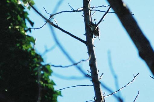 Bird Id Part 2.5-9254-r1-00-1a.jpg
