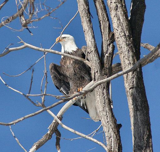 Bald Eagle-eagleresize3.jpg