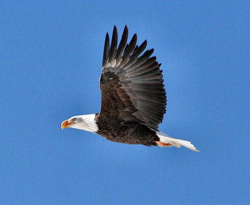 Bald Eagle-baldeaglesmallbetterphoto2.jpg