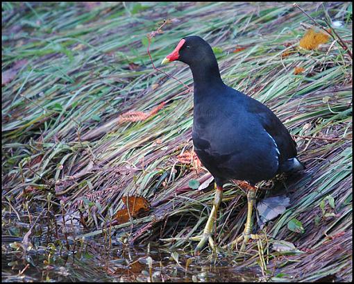 Bird Id Part 2.5-moor.jpg