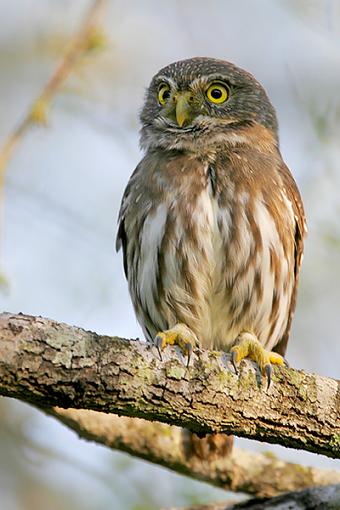 Bird Id Part 2.5-_mg_0699-6.jpg