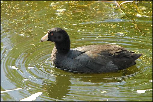 Bird Id Part 2.5-c.jpg